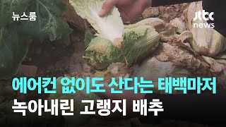 에어컨 없이도 산다는 태백마저 '헉헉'…녹아내린 고랭지 배추 / JTBC 뉴스룸