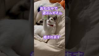 【とび三毛】ひたすらおもちゃで遊ぶムギ。 #三毛猫 #とび三毛 #cat #保護猫 #cat #子猫 #癒し #癒し猫 #美猫 #ショート動画 #shorts