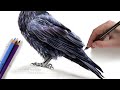 How to draw black shiny feathers and which colors to choose | REAL TIME TUTORIAL