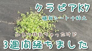 クラピアK7を植えて3週間目のようす【粘土＋植栽シート】