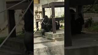 イケメン❤️シャバーニ❤️東山動植物園【gorilla/Zoo】