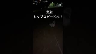 【シーズー犬/はに丸】真剣勝負！ #shorts