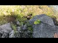 【埼玉秩父】bear attacks climber 登山中に熊に襲われた