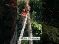 $100 in 10 minutes - STIHL ms151tc