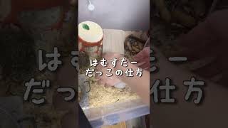 ハムスターの抱っこの仕方🐹ゴールデンハムスター #햄스터 #かわいいハムスター #ハムスター #hamstergram