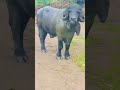 જાફરાબાદી ભેંસ jafrabadi buffalo maldhari animals viralvideo trending villagelife shortsfeed