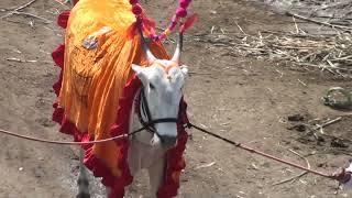 chadchan jatra,maharashtra farmer selling khillar bulls in chadchan cattle fair at price of 80k