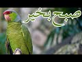 🌹🌹 🌹 Subha Bakhair Dua Whatsapp Status | Islamic Status🌹 🌹 🌹