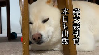 お母さんの足ツボクッションを発見してしまい、本日も柴犬裁判官としての仕事を遂行してしまう柴犬