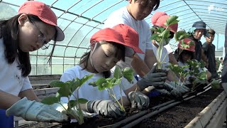 「とにかくおいしく楽しく育てて」小学生が地元名産のイチゴ「紅ほっぺ」の苗の植え付け＝静岡・伊豆の国市