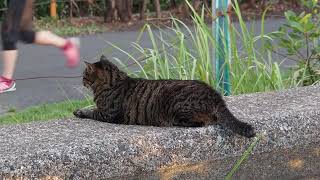 地域猫の暮らし2023/08/10 シャー,ママ,歌舞伎,トカラ,クロエ,夕陽