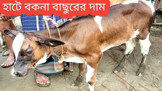 @শুক্রবার ১১/৬/২০২১/হাট বকনা বাছুরের দাম/আরিচা হাট/Bull calves at low prices/cow market aricha