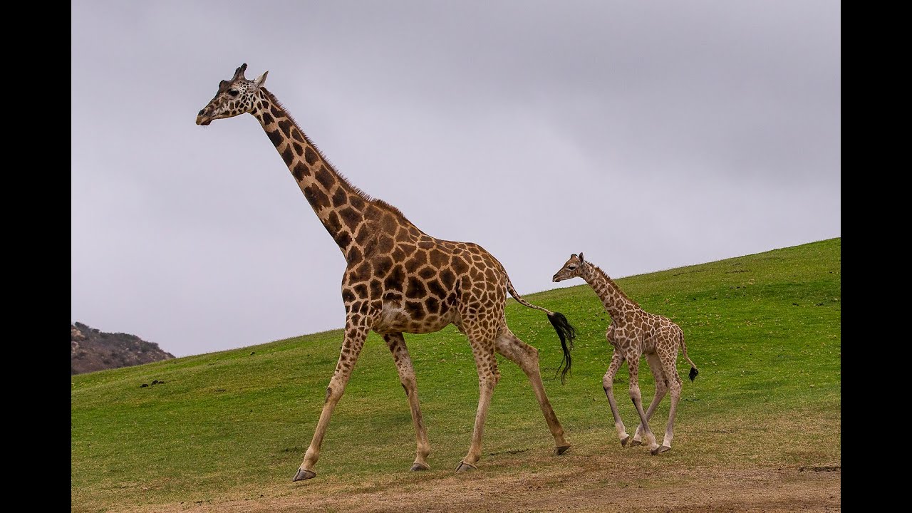 Giraffe Calf Keeping Up With Mom - YouTube