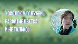 Семинар по решению генетических задач | Иван Петрушко