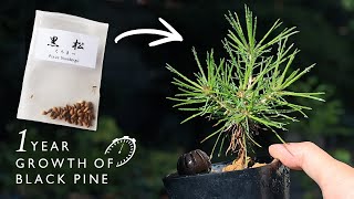 Germination of sowing BLACK PINE 1 year growth period【Bonsai diary 8/20】for beginners, how to bonsai