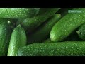 5 best vegetables u0026 worst vegetables for diabetes நீரிழிவு நோய்க்கான 5 சிறந்த மோசமான காய்கறிகள்