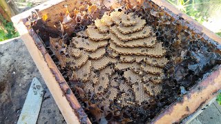 Amazing Brood of stingless Bee