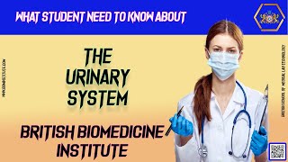 What Students Need To Know About The Urinary System.