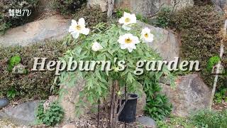 🌳 Hepburn's garden 🌳        🌺 목단 = 모란 peony 🌺 꽃말 ㅡ 부귀영화 🌺 민화작가의 뜨락 🌺 통영 바다 정원