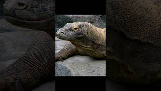 Venomous Giant Hunter #KomodoDragon #shorts #wildlife