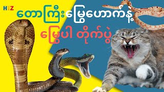 တောကြီးမြွေဟောက်နဲ့ မြွေပါ တိုက်ပွဲ | သတ္တဝါ တိရစ္ဆာန် | HTZZOO