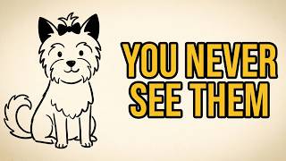 WHY YOU NEVER SEE A DEAD DOG