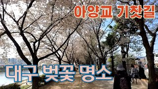 대구 벚꽃 명소, 아양교 - 공항교 벚꽃길[주간 촬영], 1Km정도 계속되는 벚꽃 터널. 지금 영상은 야간에 촬영한 거에요.