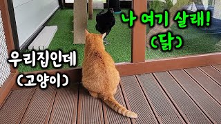 고양이 집을 노리는 닭들의 반란! 그래서 특단의 조치를 내렸습니다