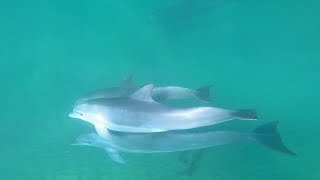 Snorkeling with Dolphins at La Jolla, California