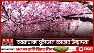 স্বর্গীয় সৌন্দর্য নিয়ে ফুটেছে চেরি ফুল | Spring Madness in Sweden | Somoy TV