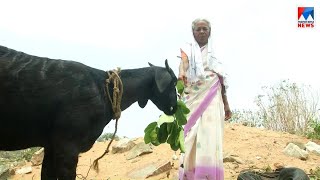 ആടിനെ വിറ്റ പണം മുഴുവൻ ദുരിതാശ്വാസ നിധിയിലേക്ക്; മഹാമാതൃകയായി സുബൈദ