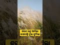 ଶରତ ଋତୁ ଆସିଲା କାଶତଣ୍ଡି ଫୁଲ ଫୁଟିଲା 🤔 😀 🙏