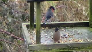 Bullfinch