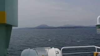 北海道　イルカがお出迎え♪