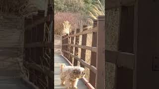 14살 강아지의 공원에서의 휴식14 year old puppy relaxing in the park