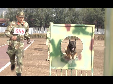 Police Dogs Put through Paces in North China's Inner Mongolia Police Dogs Put through Paces in North China's Inner Mongolia