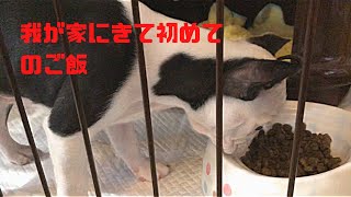 （子犬　ご飯　エサ）生後2ヶ月のボストンテリアのテオが来た日の初めての食事