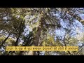 खतरे में देवदार का जंगल deodar forest now in danger