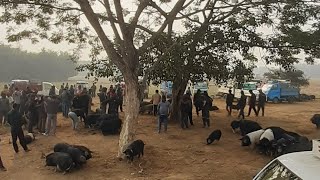 Daranggiri pigs market.