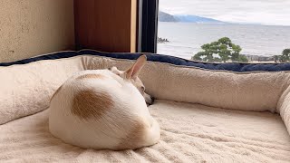 意外と自分を持っている保護犬、冬だけど海沿いデビュー。