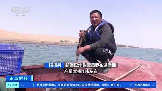 [正点财经]新疆巴州：水美鱼肥 罗布湖迎捕捞旺季| 财经风云