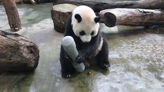 20230104 玩罐不再被干擾 圓圓是否想圓寶(午餐) Giant Panda Yuan Yuan