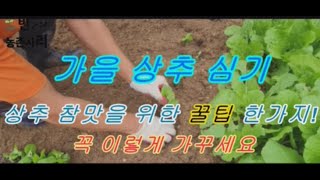 가을상추심기