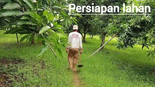 Part 1 - Merangsang bunga Mangga - persiapan lahan #mangga, #manggaharummanis