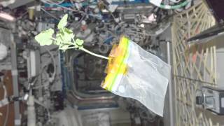 Plants Glow To Visualize Stress In Space Station Experiment | Video