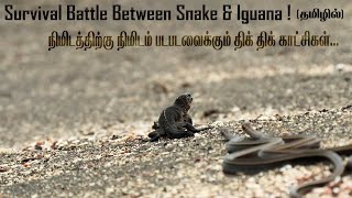 The Snake vs Iguana   | 50 பாம்புகள் ஒரு உடம்பு ( full video link on description)