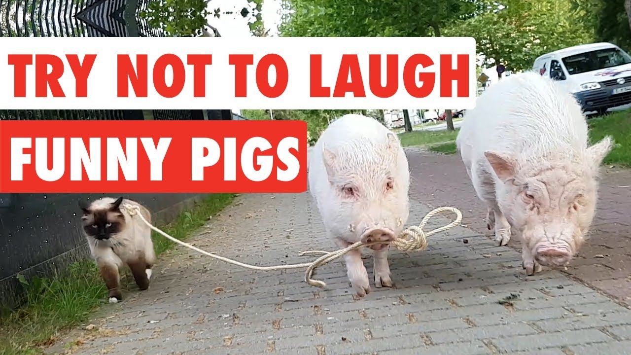 Funny Pig Pictures And Jokes Lyla