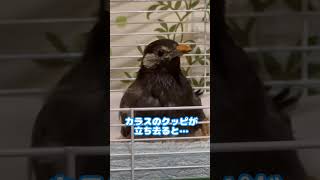 ムクドリって表情豊か♪カラスに警戒して首が長くなる‼安心して最後はウトウト♪2023/3/17撮影KUPPI the Crow