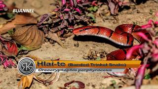 Non-Venomous Snakes of Mizoram (BUANNEL EP 6) Part-III