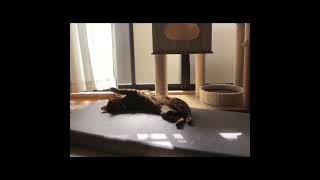 【メル日記】猫は最強！#トイガー #shorts